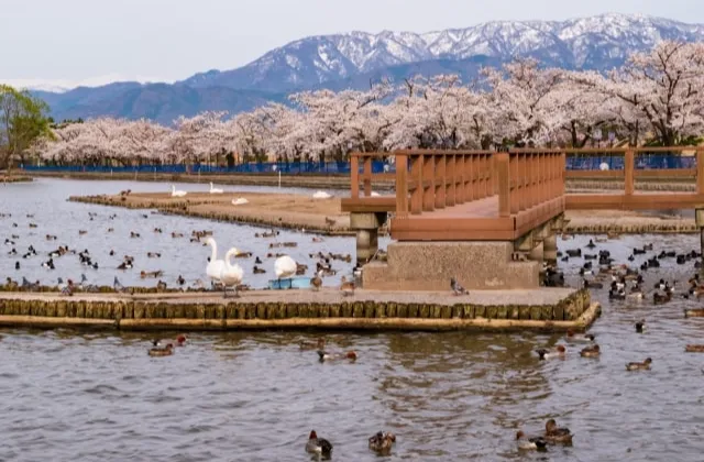 瓢湖水きん公園